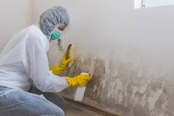 Best Emergency Mold Remediation in Bourbon, MO