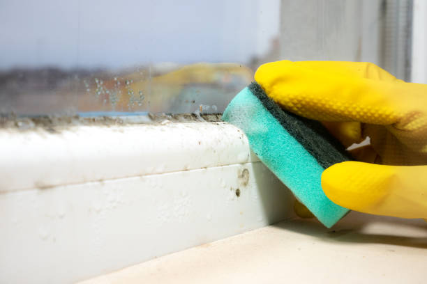 Best HVAC Mold Remediation in Bourbon, MO