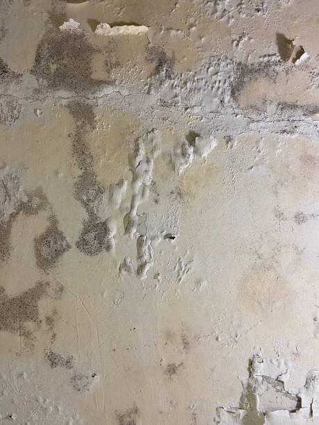 Best White Mold Remediation in Bourbon, MO