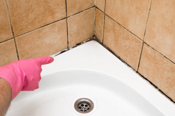 Best DIY Mold Remediation Support Services in Bourbon, MO